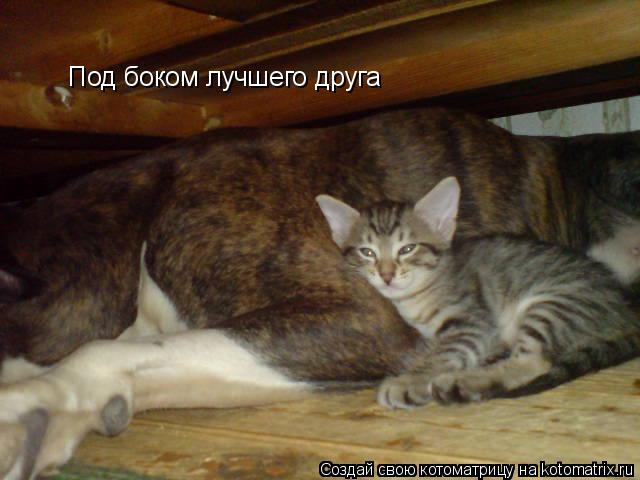 Под боком лучшего друга... Котоматрица: Под боком лучшего друга