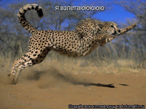 я взлетаююююю... Котоматрица: я взлетаююююю