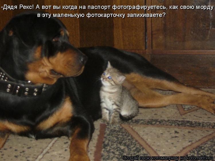 -Дядя Рекс! А вот вы когда на паспорт фотографируетесь, как свою морду в эту маленькую фотокарточку ... Котоматрица: -Дядя Рекс! А вот вы когда на паспорт фотографируетесь, как свою морду в эту маленькую фотокарточку запихиваете?