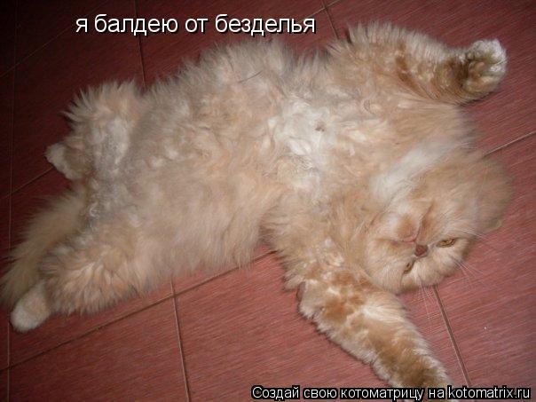я балдею от безделья... Котоматрица: я балдею от безделья