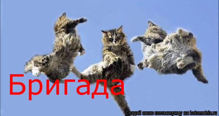 Бригада... Котоматрица: Бригада