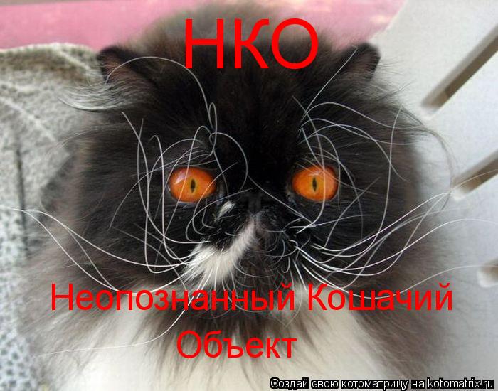НКО Неопознанный Кошачий Объект... Котоматрица: НКО Неопознанный Кошачий Объект