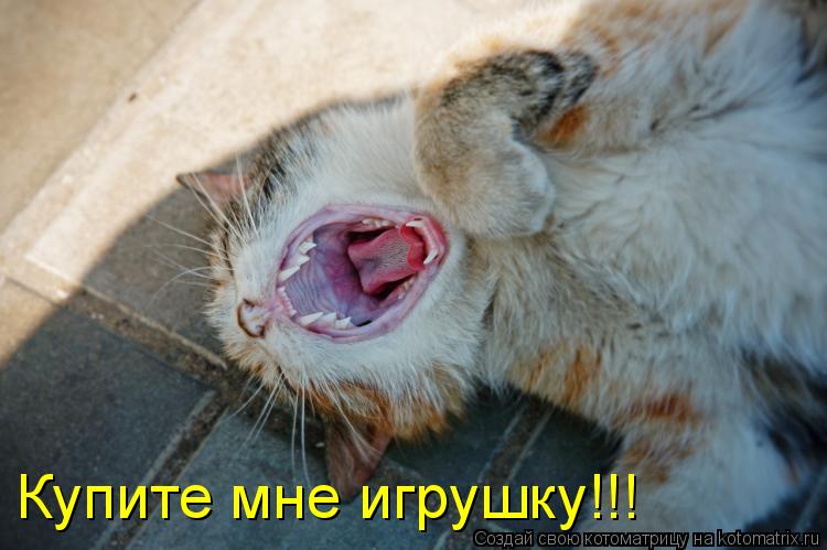 Купите мне игрушку!!!... Котоматрица: Купите мне игрушку!!!