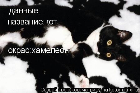 данные: окрас:хамелеон название:кот... Котоматрица: данные: окрас:хамелеон название:кот