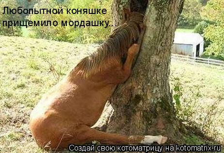 Любопытной коняшке прищемило мордашку...... Котоматрица: Любопытной коняшке прищемило мордашку...