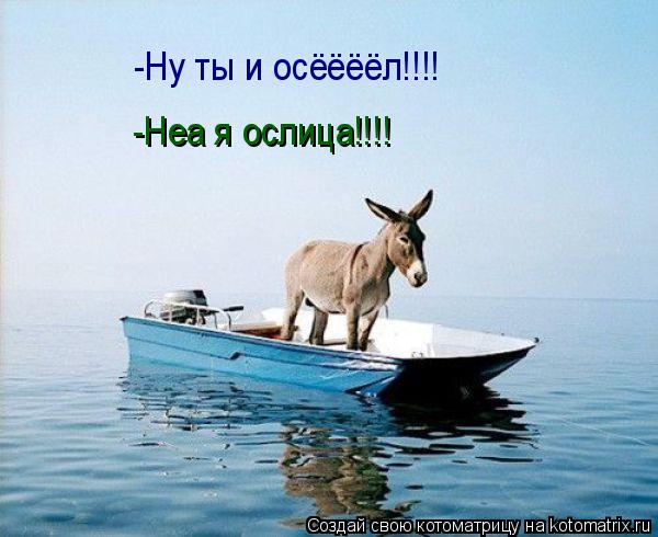 -Ну ты и осёёёёл!!!! -Неа я ослица!!!!... Котоматрица: -Ну ты и осёёёёл!!!! -Неа я ослица!!!!