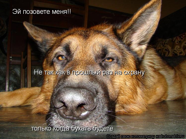 Эй позовете меня!! только когда бухать будете Не так как в прошлый раз на охрану... Котоматрица: Эй позовете меня!! только когда бухать будете Не так как в прошлый раз на охрану