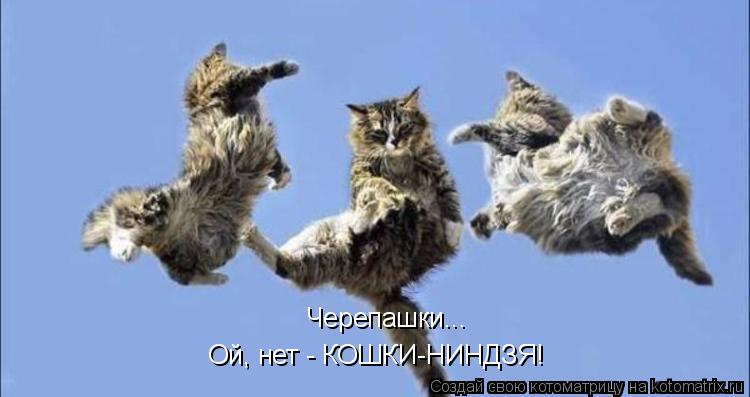 Черепашки... Черепашки... Ой, нет - КОШКИ-НИНДЗЯ!... Котоматрица: Черепашки... Черепашки... Ой, нет - КОШКИ-НИНДЗЯ!
