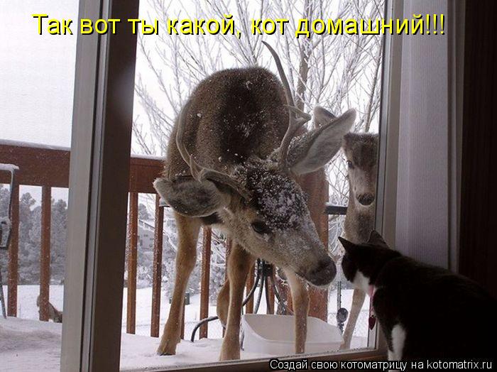 Так вот ты какой, кот домашний!!!... Котоматрица: Так вот ты какой, кот домашний!!!