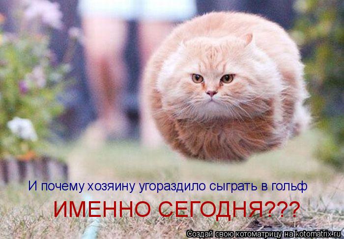 И почему хозяину угораздило сыграть в гольф ИМЕННО СЕГОДНЯ???... Котоматрица: И почему хозяину угораздило сыграть в гольф ИМЕННО СЕГОДНЯ???