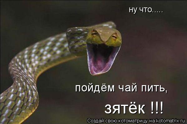ну что..... пойдём чай пить, зятёк !!!... Котоматрица: ну что..... пойдём чай пить, зятёк !!!