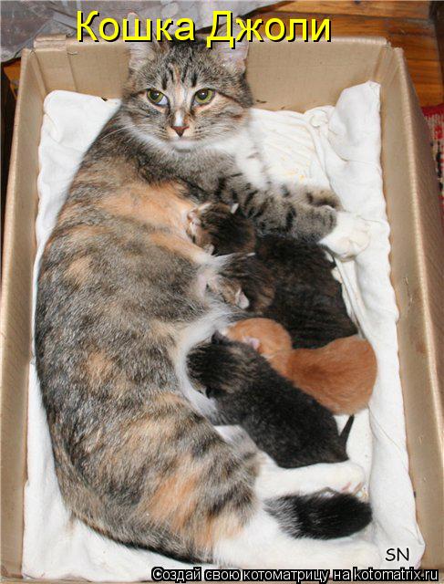 Кошка Джоли... Котоматрица: Кошка Джоли