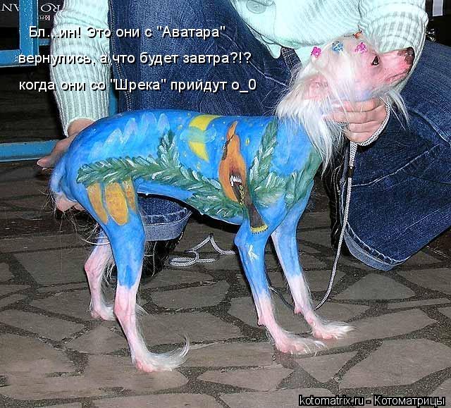 Бл...ин! Это они с "Аватара" вернулись, а что будет завтра?!? когда они со "Шрека" прийдут о_0... Котоматрица: Бл...ин! Это они с "Аватара" вернулись, а что будет завтра?!? когда они со "Шрека" прийдут о_0