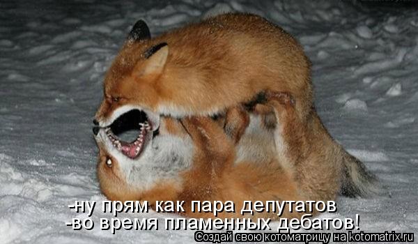-ну прям как пара депутатов -во время пламенных дебатов!... Котоматрица: -ну прям как пара депутатов -во время пламенных дебатов!
