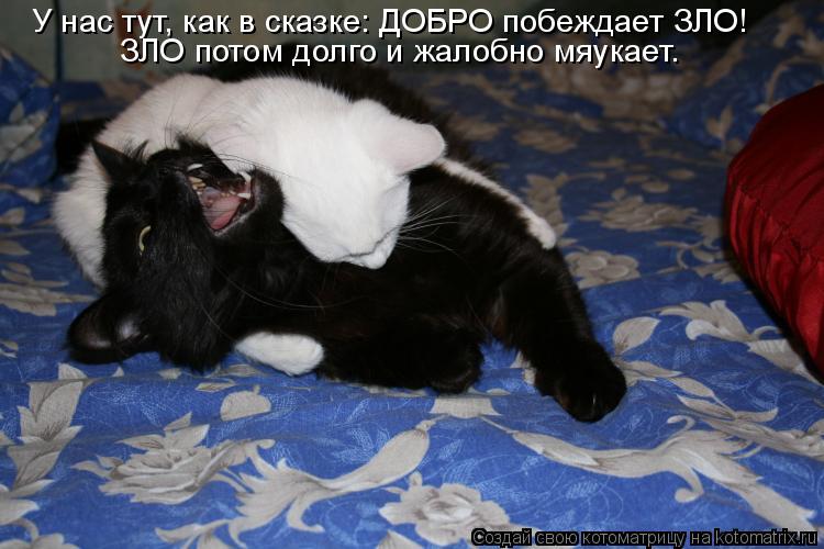 У нас тут, как в сказке: ДОБРО побеждает ЗЛО! ЗЛО потом долго и жалобно мяукает.... Котоматрица: У нас тут, как в сказке: ДОБРО побеждает ЗЛО! ЗЛО потом долго и жалобно мяукает.