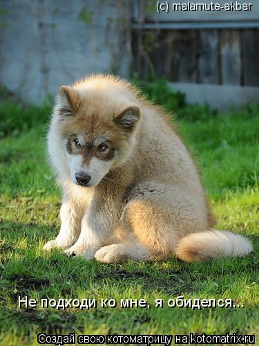 (с) malamute-akbar Не подходи ко мне, я обиделся...... Котоматрица: (с) malamute-akbar Не подходи ко мне, я обиделся...