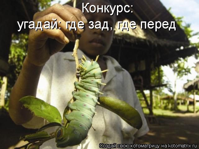 Конкурс: угадай: где зад, где перед... Котоматрица: Конкурс: угадай: где зад, где перед