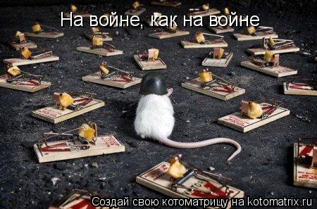 На войне, как на войне... Котоматрица: На войне, как на войне