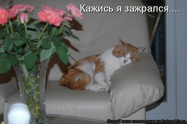 Кажись я зажрался....... Котоматрица: Кажись я зажрался....