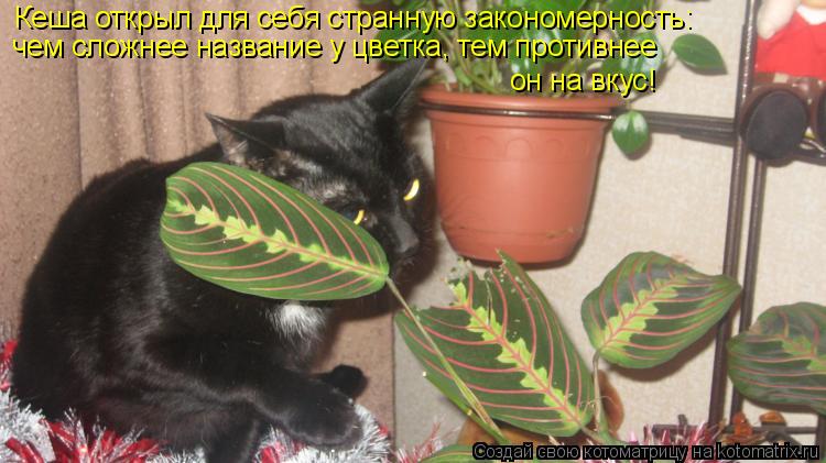 Котоматрица: Кеша открыл для себя странную закономерность: он на вкус! чем сложнее название у цветка, тем противнее