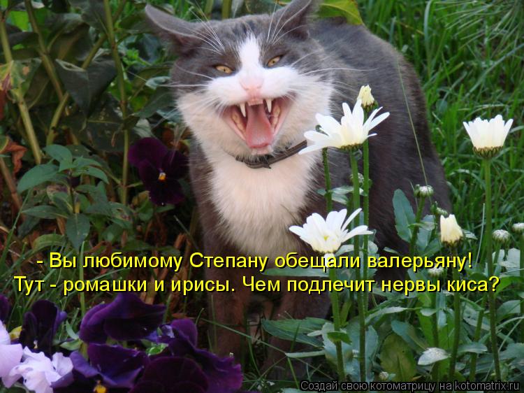 Котоматрица: - Вы любимому Степану обещали валерьяну! Тут - ромашки и ирисы. Чем подлечит нервы киса?