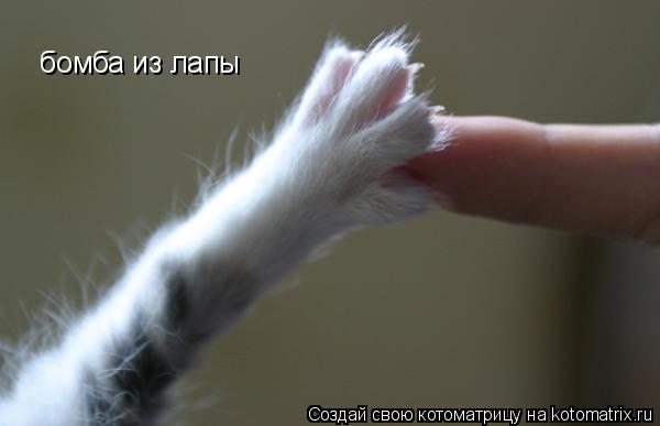 бомба из лапы... Котоматрица: бомба из лапы