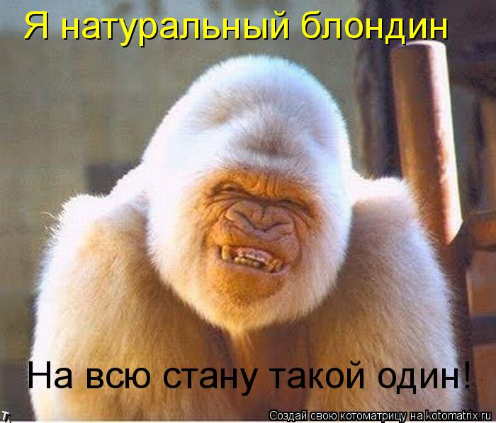 Я натуральный блондин На всю стану такой один!... Котоматрица: Я натуральный блондин На всю стану такой один!