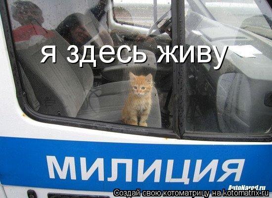 я здесь живу... Котоматрица: я здесь живу
