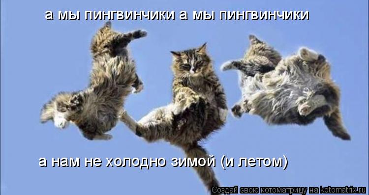 а мы пингвинчики а мы пингвинчики а нам не холодно зимой (и летом)... Котоматрица: а мы пингвинчики а мы пингвинчики а нам не холодно зимой (и летом)