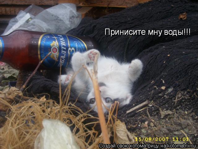 Принисите мну воды!!! Принисите мну воды!!!... Котоматрица: Принисите мну воды!!! Принисите мну воды!!!