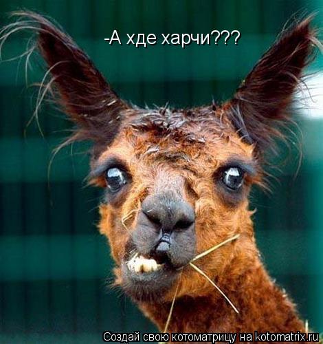 -А хде харчи???... Котоматрица: -А хде харчи???