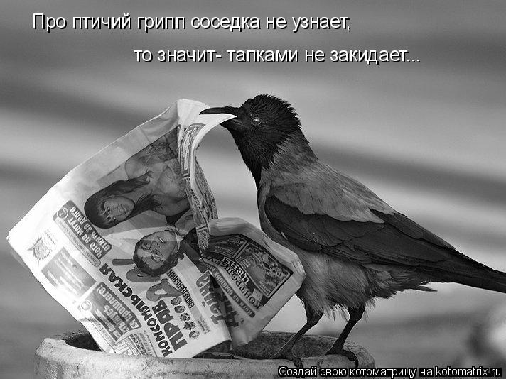 Про птичий грипп соседка не узнает, то значит- тапками не закидает...... Котоматрица: Про птичий грипп соседка не узнает, то значит- тапками не закидает...