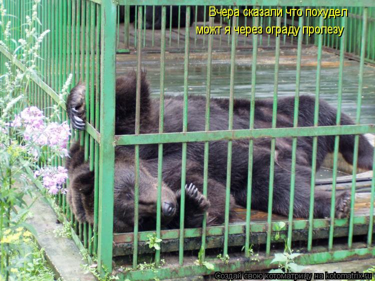 Вчера сказали что похудел можт я через ограду пролезу... Котоматрица: Вчера сказали что похудел можт я через ограду пролезу