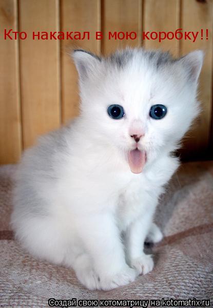 Кто накакал в мою коробку!!... Котоматрица: Кто накакал в мою коробку!!
