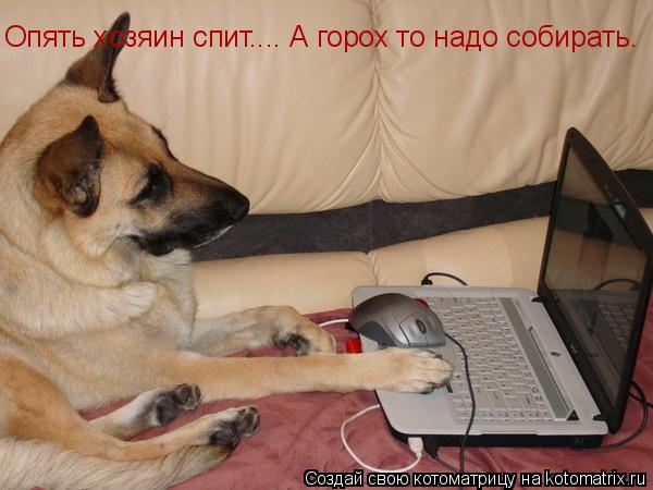 Опять хозяин спит.... А горох то надо собирать.... Котоматрица: Опять хозяин спит.... А горох то надо собирать.