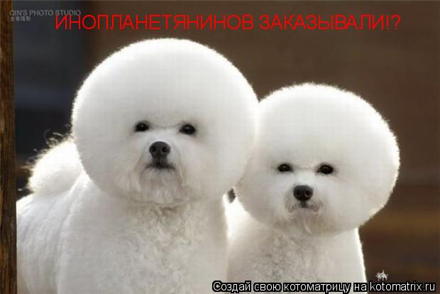 ИНОПЛАНЕТЯНИНОВ ЗАКАЗЫВАЛИ!?... Котоматрица: ИНОПЛАНЕТЯНИНОВ ЗАКАЗЫВАЛИ!?