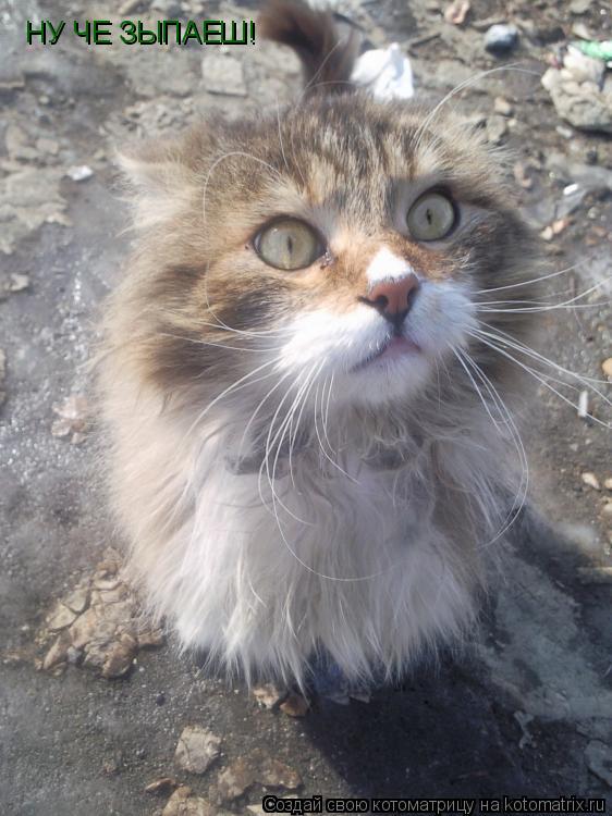 НУ ЧЕ ЗЫПАЕШ!... Котоматрица: НУ ЧЕ ЗЫПАЕШ!
