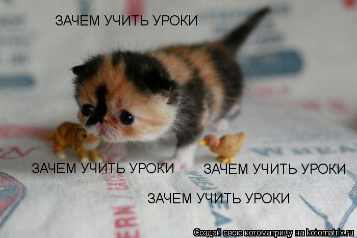 ЗАЧЕМ УЧИТЬ УРОКИ ЗАЧЕМ УЧИТЬ УРОКИ ЗАЧЕМ УЧИТЬ УРОКИ ЗАЧЕМ УЧИТЬ УРОКИ... Котоматрица: ЗАЧЕМ УЧИТЬ УРОКИ ЗАЧЕМ УЧИТЬ УРОКИ ЗАЧЕМ УЧИТЬ УРОКИ ЗАЧЕМ УЧИТЬ УРОКИ