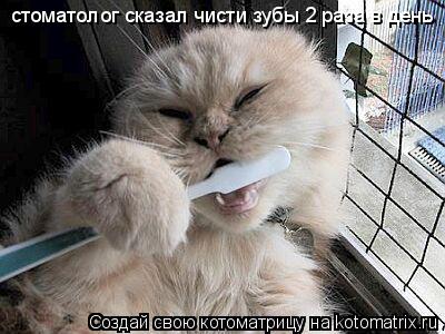 стоматолог сказал чисти зубы 2 раза в день... Котоматрица: стоматолог сказал чисти зубы 2 раза в день