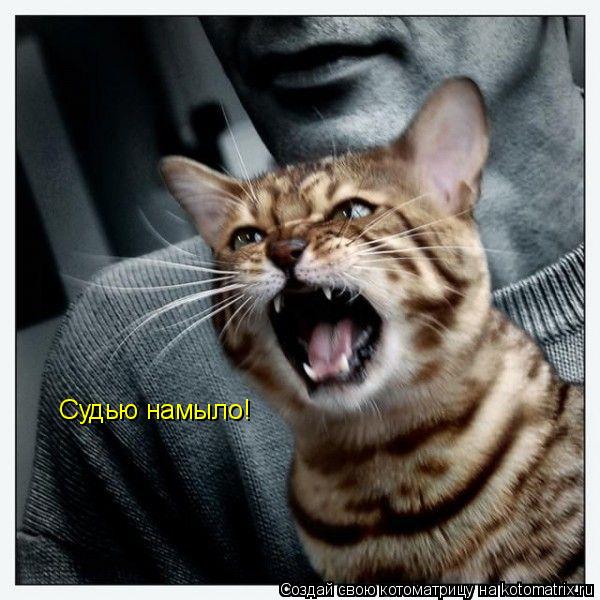 Судью намыло!... Котоматрица: Судью намыло!