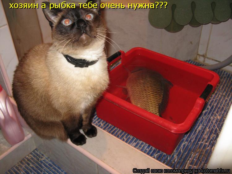 хозяин а рыбка тебе очень нужна???... Котоматрица: хозяин а рыбка тебе очень нужна???
