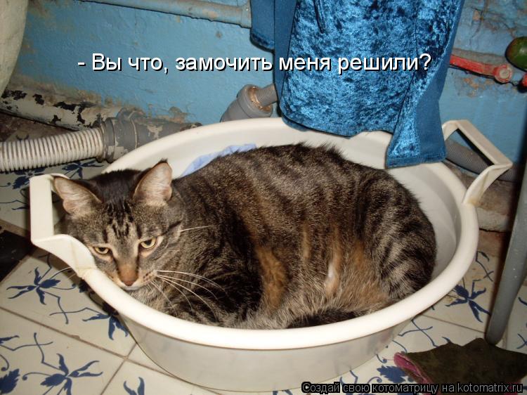 - Вы что, замочить меня решили?... Котоматрица: - Вы что, замочить меня решили?