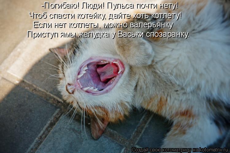 -Погибаю! Люди! Пульса почти нету! Чтоб спасти котейку, дайте хоть котлету! Если нет котлеты, можно в... Котоматрица: -Погибаю! Люди! Пульса почти нету! Чтоб спасти котейку, дайте хоть котлету! Если нет котлеты, можно валерьянку Приступ ямы желудка у Васьки с