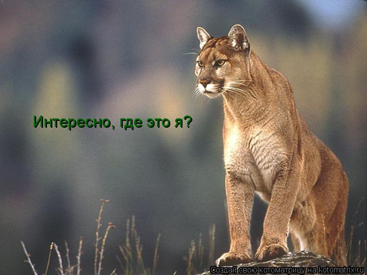 Интересно, где это я?... Котоматрица: Интересно, где это я?