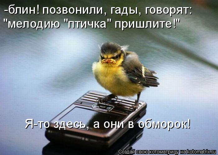 -блин! позвонили, гады, говорят: "мелодию "птичка" пришлите!" Я-то здесь, а они в обморок!... Котоматрица: -блин! позвонили, гады, говорят: "мелодию "птичка" пришлите!" Я-то здесь, а они в обморок!
