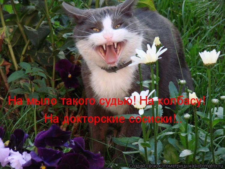 На мыло такого судью! На колбасу! На докторские сосиски!..... Котоматрица: На мыло такого судью! На колбасу! На докторские сосиски!..