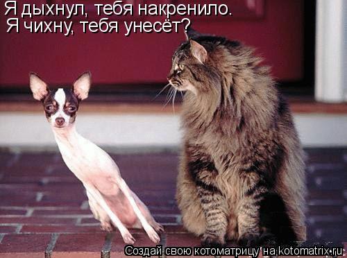 Я дыхнул, тебя накренило. Я чихну, тебя унесёт?... Котоматрица: Я дыхнул, тебя накренило. Я чихну, тебя унесёт?