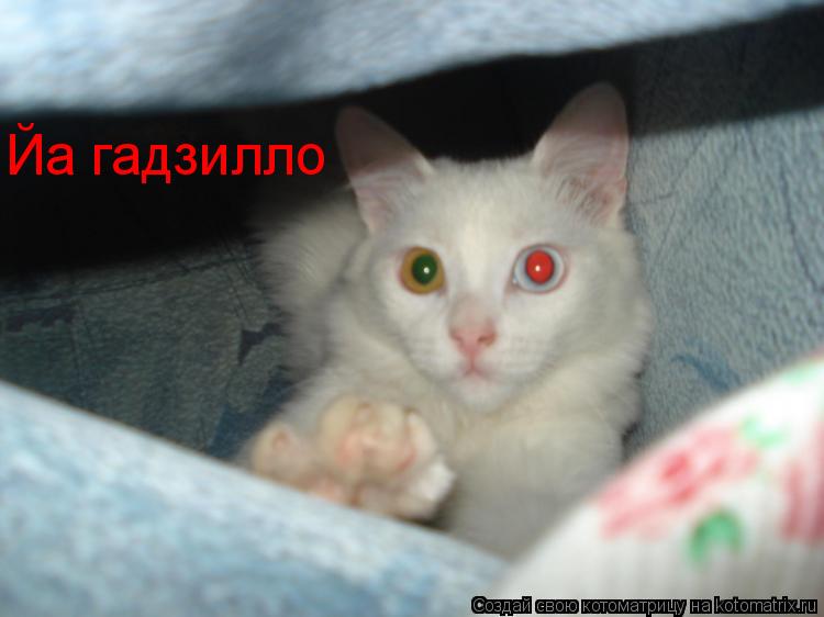 Йа гадзилло... Котоматрица: Йа гадзилло