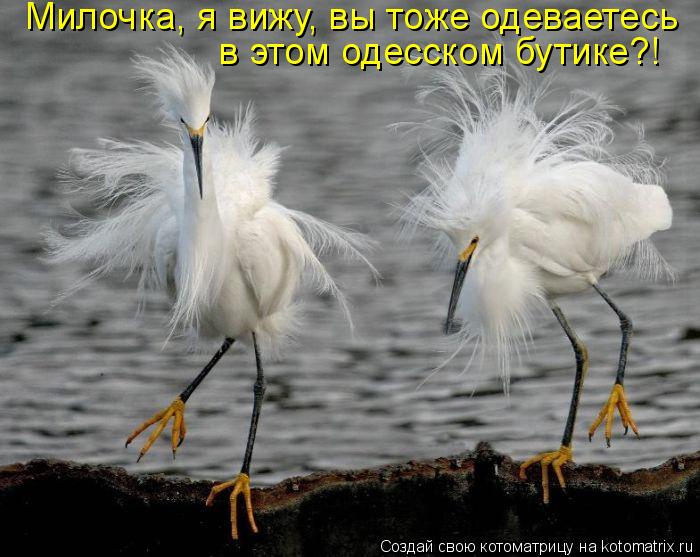 Милочка, я вижу, вы тоже одеваетесь в этом одесском бутике?!... Котоматрица: Милочка, я вижу, вы тоже одеваетесь в этом одесском бутике?!