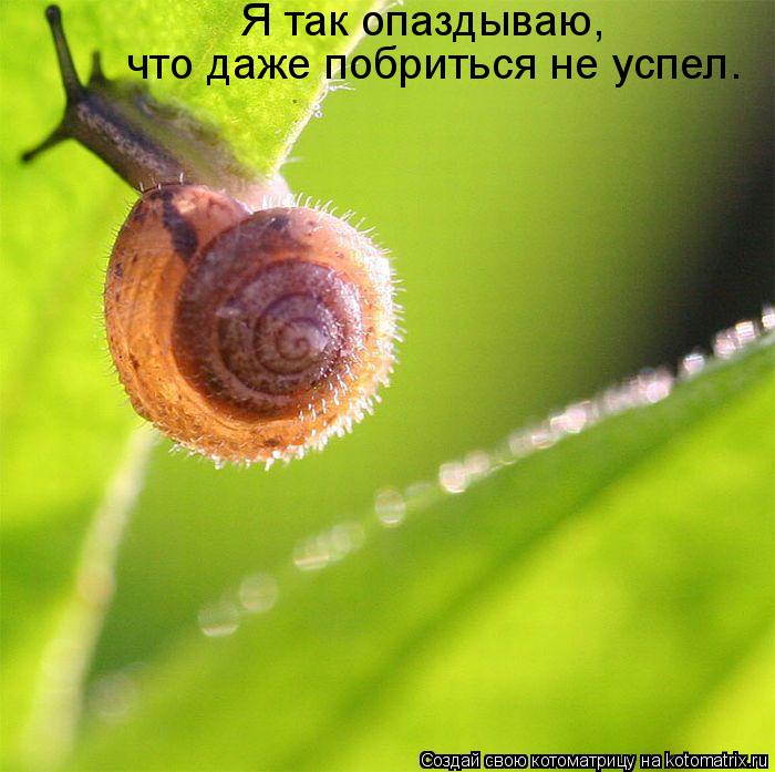 Я так опаздываю, что даже побриться не успел.... Котоматрица: Я так опаздываю, что даже побриться не успел.